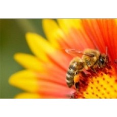 سلامت زنبور و گرده افشانها